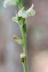 Greenvein ladies tresses